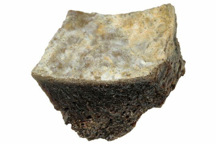 Fossil Tyrannosaur (T rex) Bone Section - Wyoming #314069